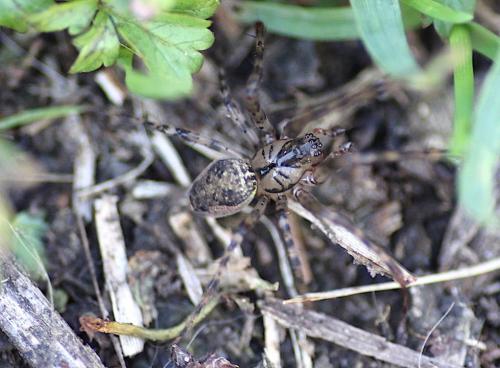 Réf. 194 523 : Metellina merianae